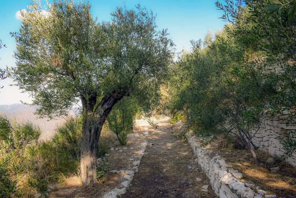 Παλιός ελαιώνας σε μεσογειακή πλαγιά, με μονοπάτι από ξερολιθιά ανάμεσα στα δέντρα.